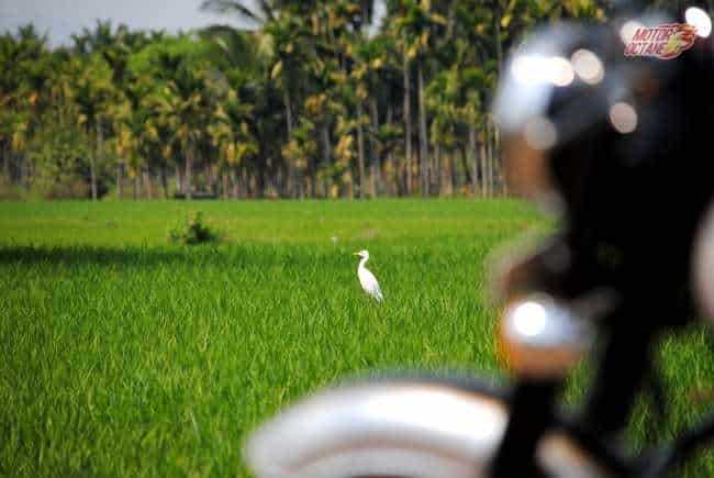 Lunch with the bikes in the middle of paddy fields_shimoga2